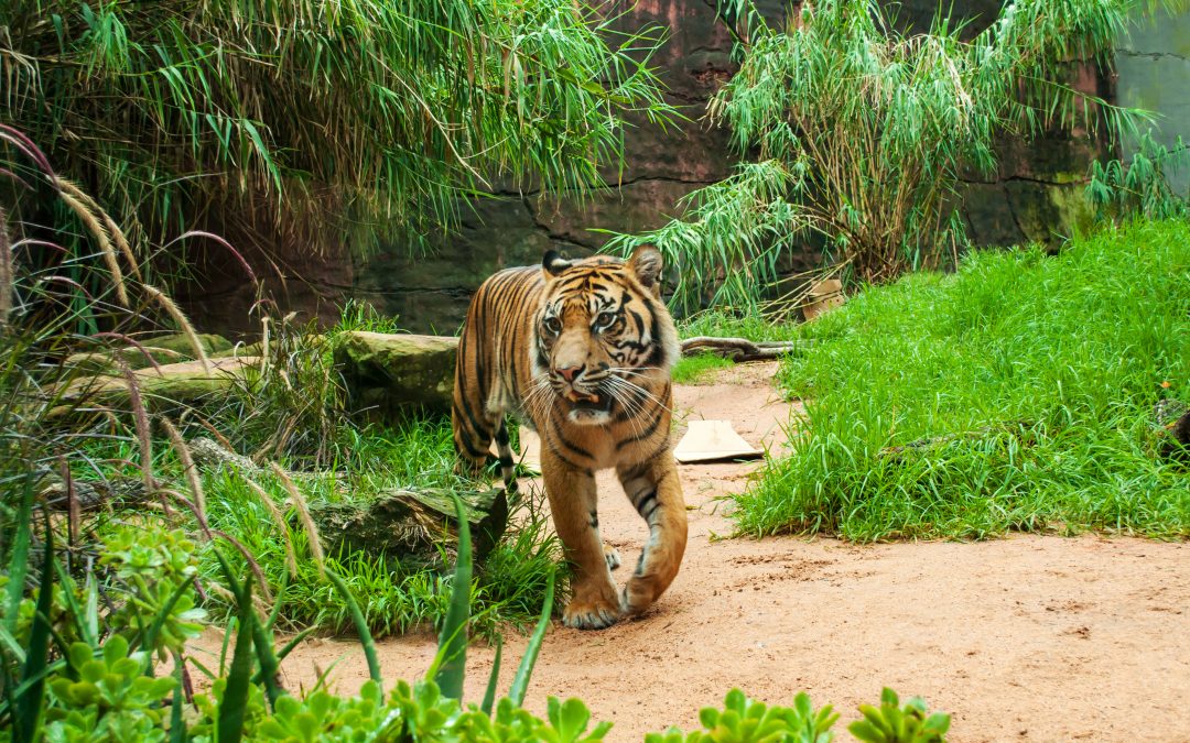 TARONGA ZOO